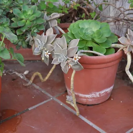 לינה וארוחת בוקר Casacori אורוסיי