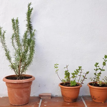 Casacori אורוסיי