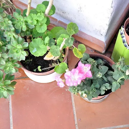 Casacori Bed & Breakfast *
